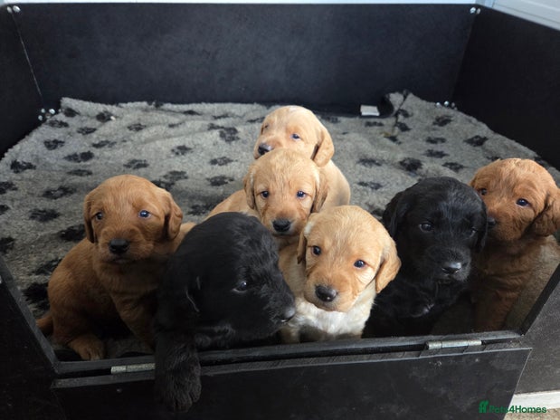 Labradoodle dogs - Advert 5