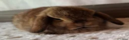Mini Lop rabbits for sale: Various ages - Advert 12
