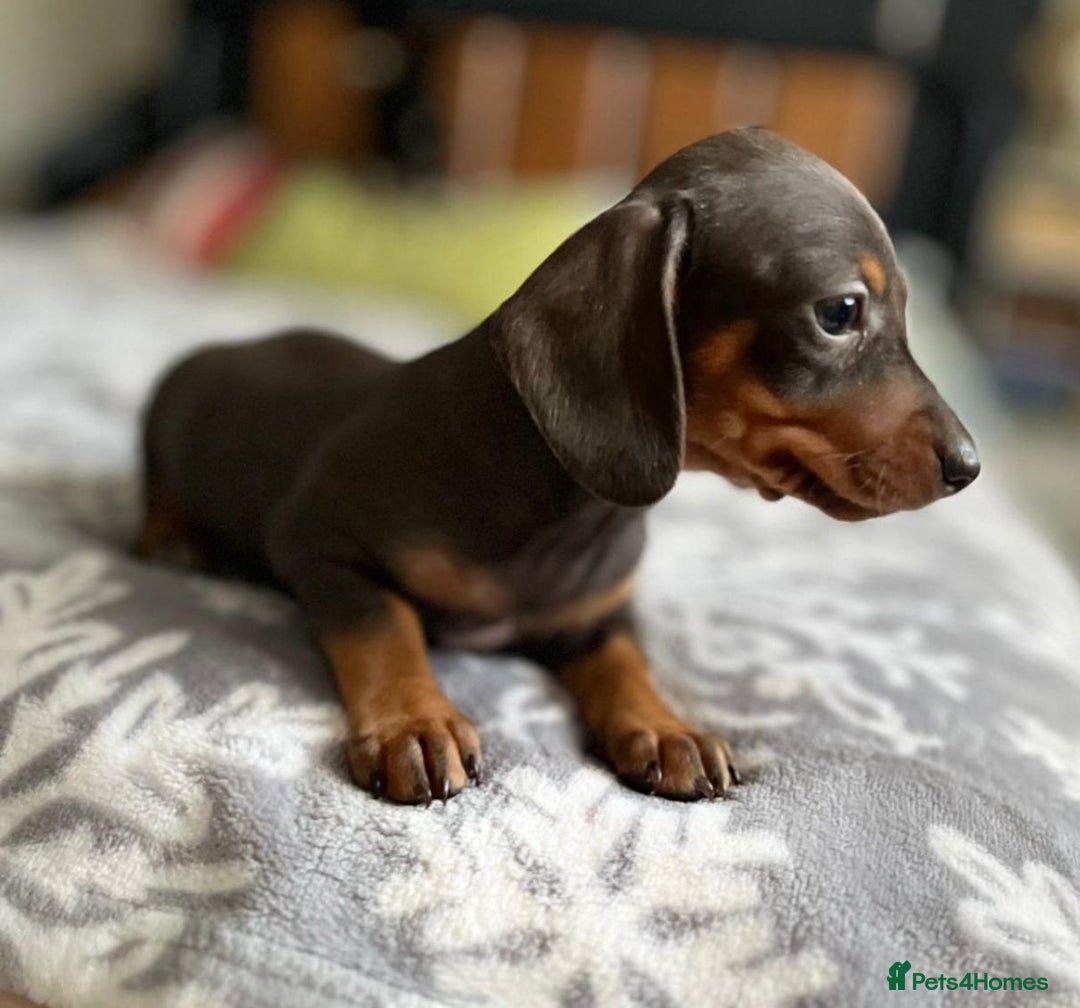 Miniature Dachshund dogs for sale: 🎀chocolate miniature dachshund 🐾🐨😺  🎀 - Image 8