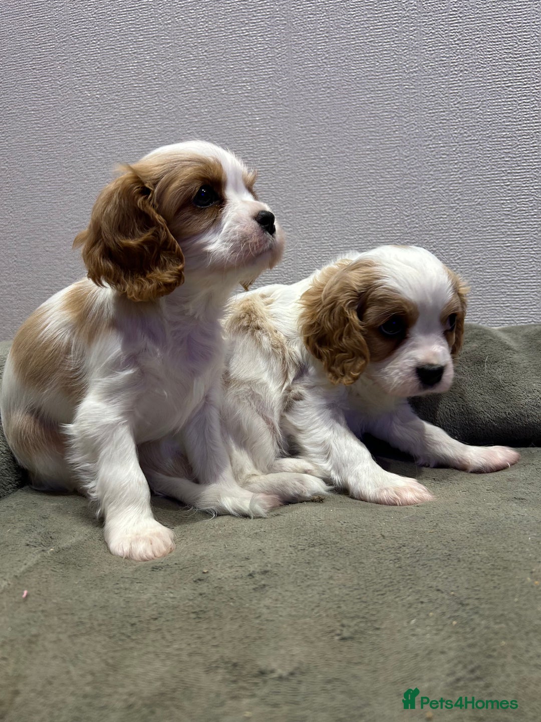 Cavalier King Charles Spaniel dogs for sale: Quality cavalier King Charles spaniel  - Advert 8