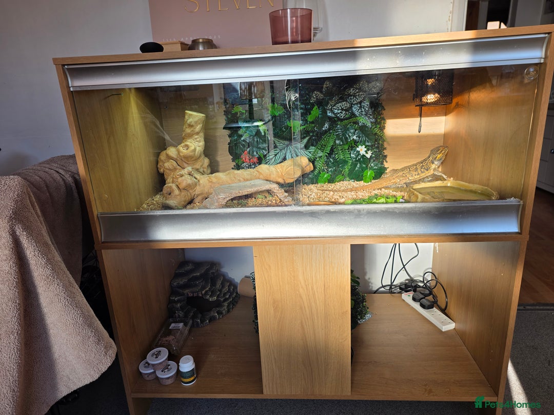 Bearded Dragon reptiles for sale: Male Bearded dragon and enclosure. - Image 6