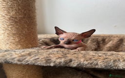 Sphynx cats for sale: Exquisite Sphynx Kittens - Image 24