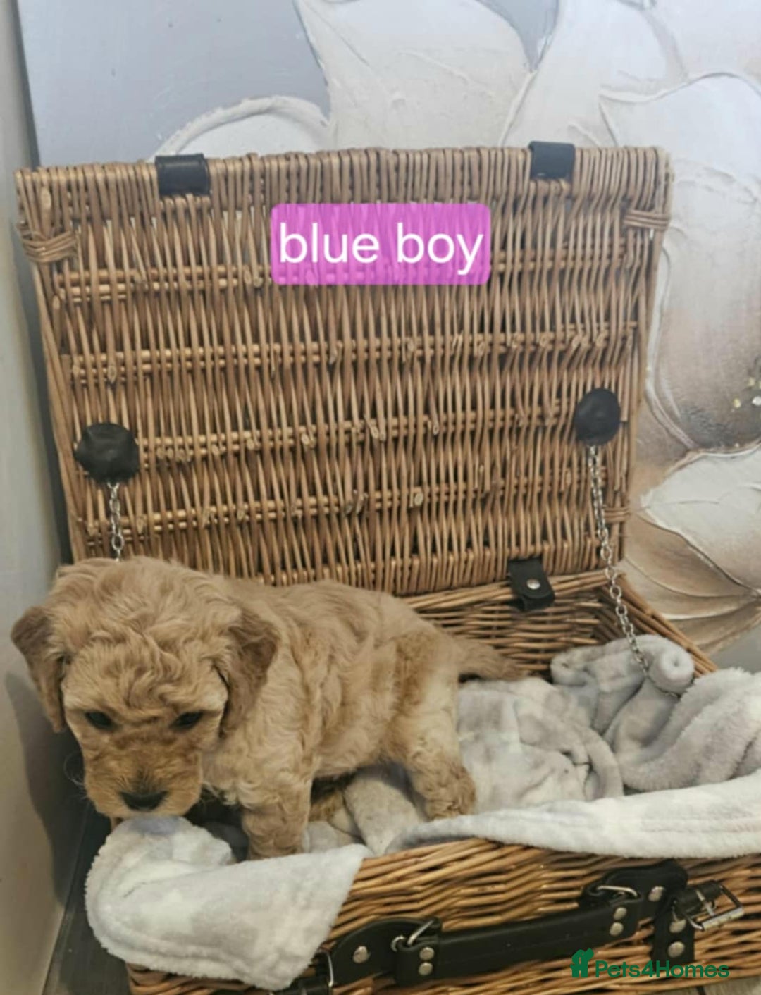 Cockapoo dogs for sale: F1B Cockapoo puppies - Image 5