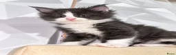 Maine Coon cats for sale: Pure Maine Coon kittens for sale  in Mansfield - Advert 9