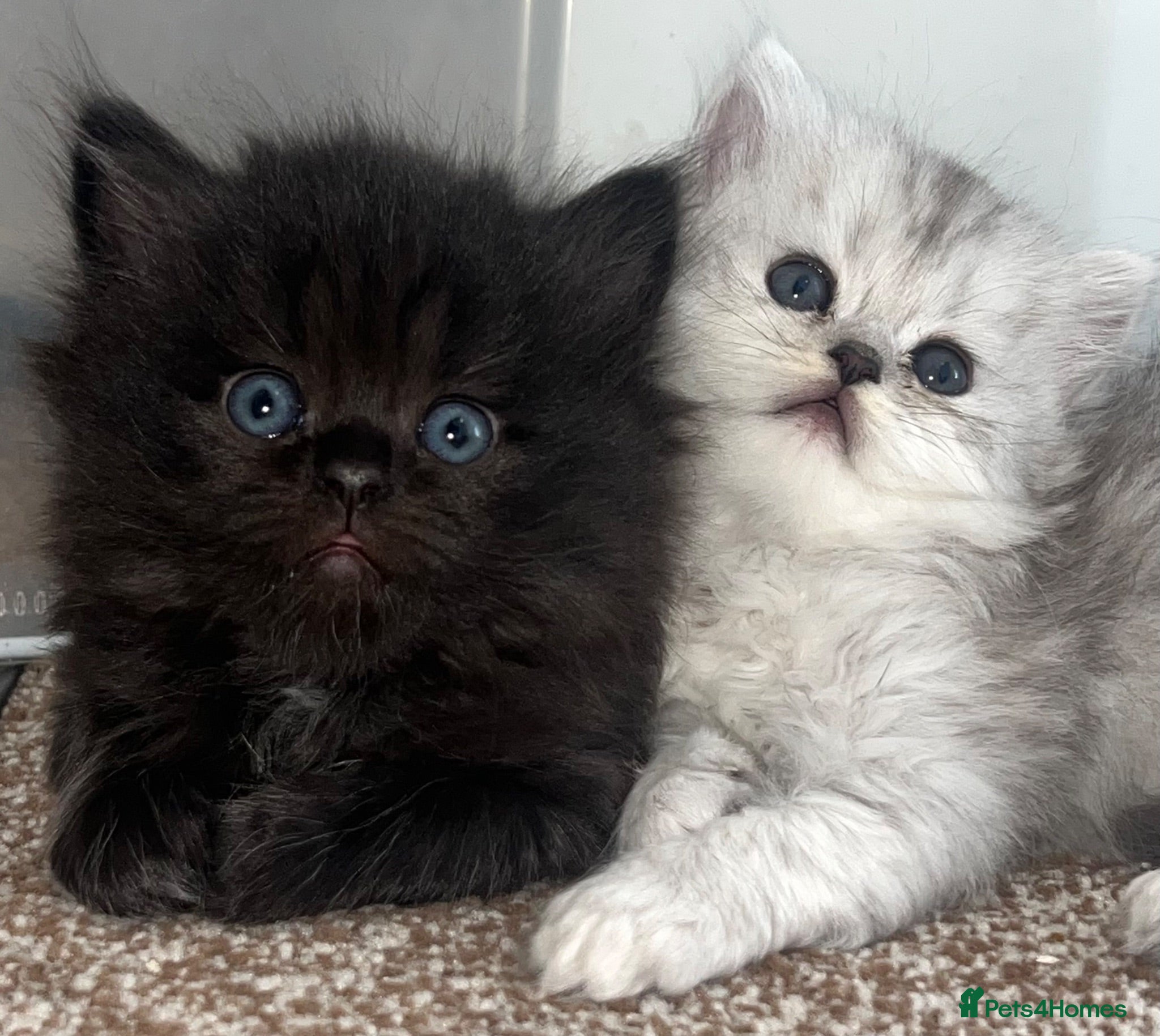 Persian cats Stunning Persian  - Advert 10