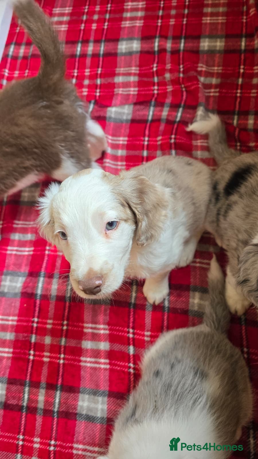 Sprollie dogs *ALL SOLD* Beautiful sprollies - Advert 1