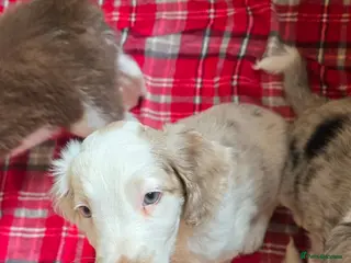 Sprollie dogs *ALL SOLD* Beautiful sprollies - Advert 1