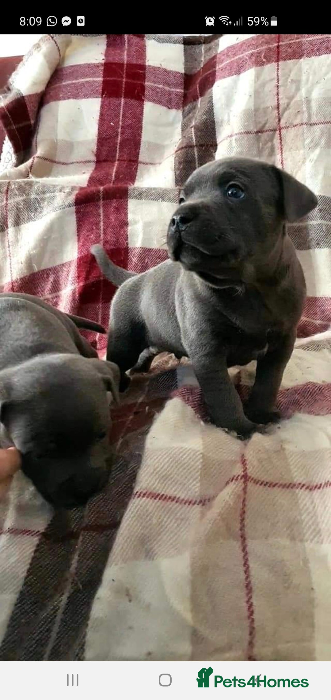 Staffordshire Bull Terrier dogs for stud: *PROVEN stud* Blue Staffordshire bull terrier in Middlesbrough - Advert 14