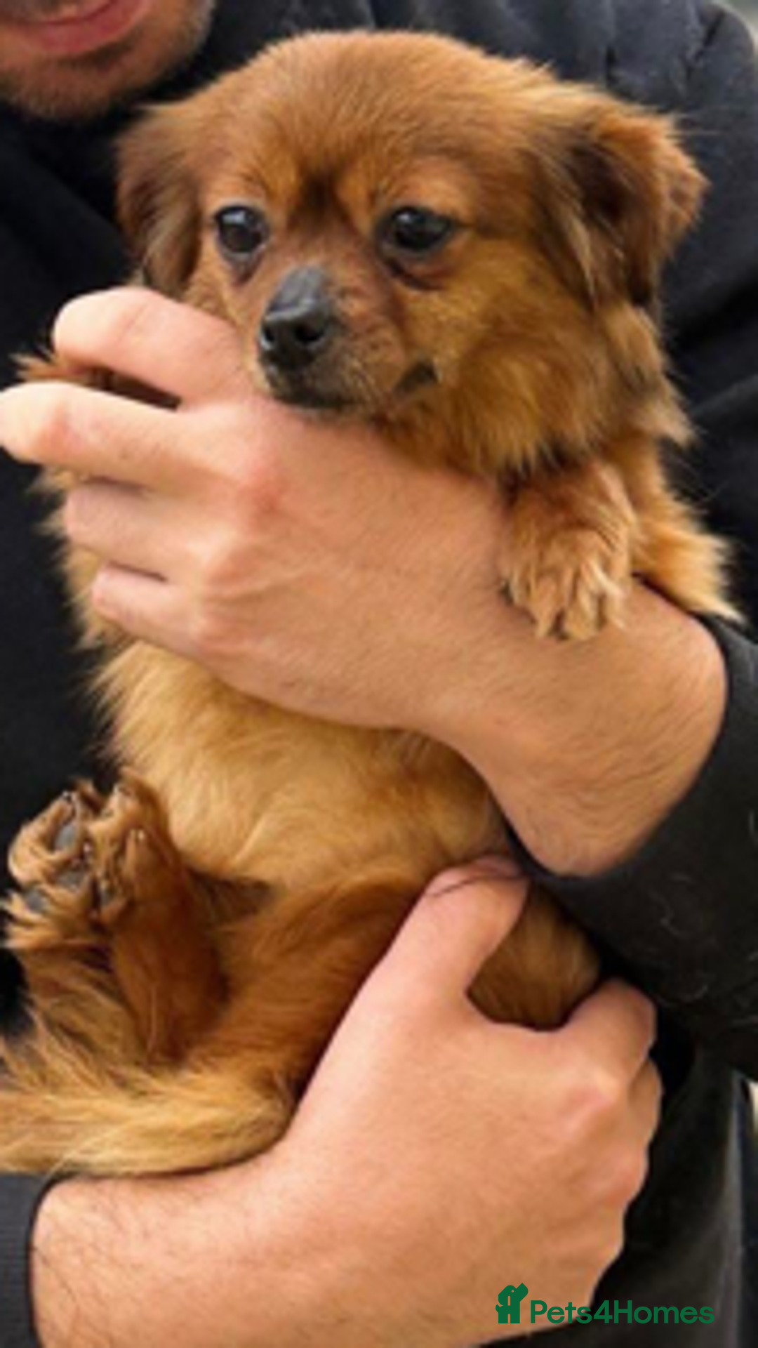 Mixed Breed dogs for adoption: Tiny Minxy - Image 1