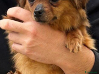 Mixed Breed dogs for adoption - Advert 2