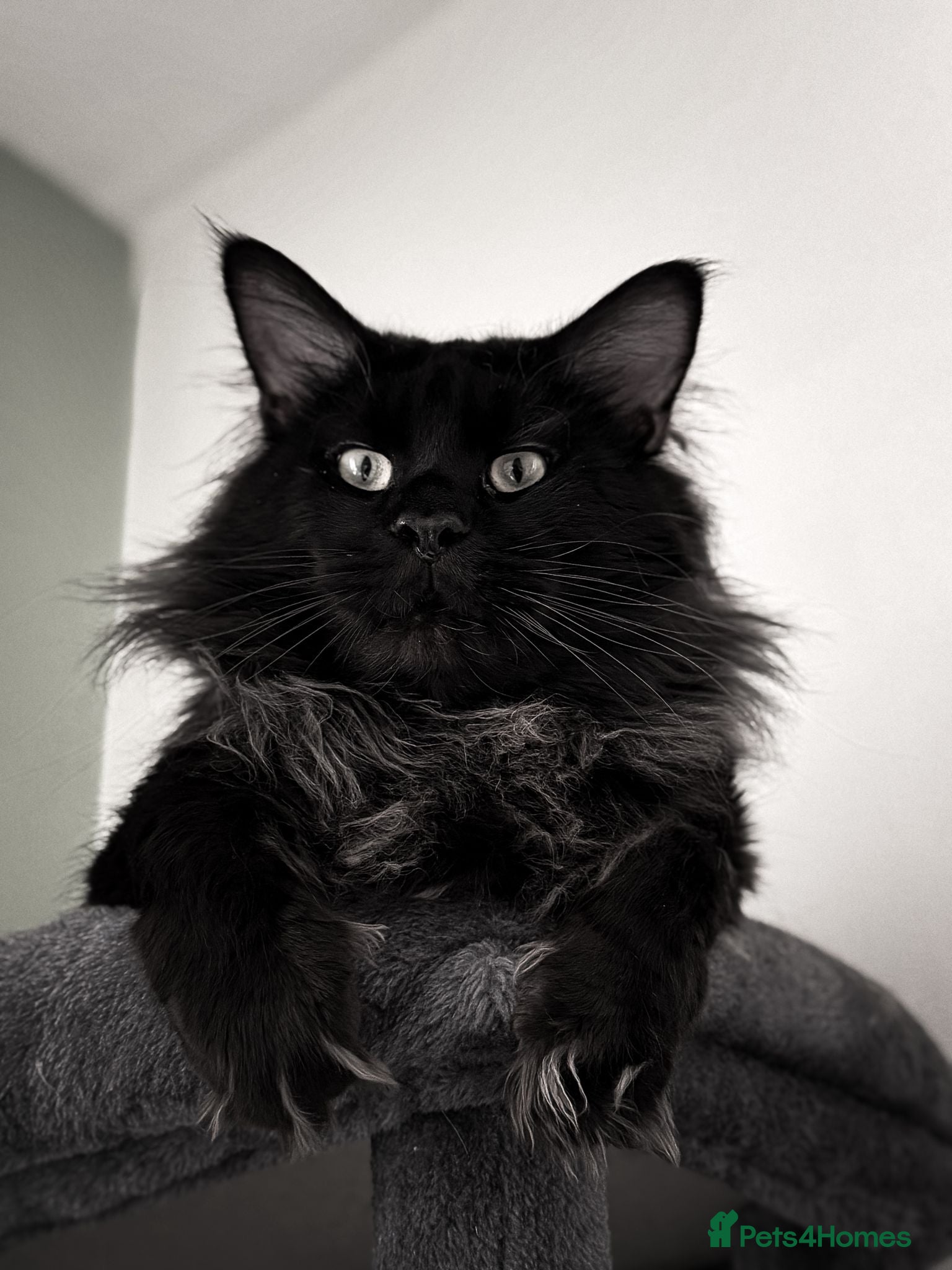 Maine Coon cats MAINE COON MALE - Advert 1