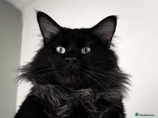 Maine Coon cats MAINE COON MALE - Advert 1