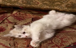Mixed Breed cats for sale: White and dappled little girl  - Image 3