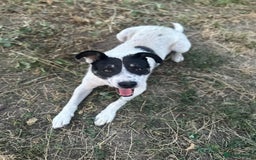 Mixed Breed dogs for adoption: PATROCLE – a Lovely boy for a Loving Home - Image 27