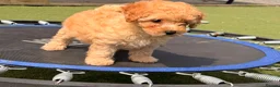 Poochon dogs for sale: 🌸 Poochon Girls Available Now 🌸 - Advert 22