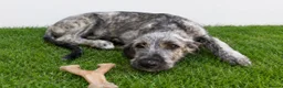 Irish Wolfhound dogs for sale: HEALTH TESTED KC Reg Irish Wolfhound Male - Advert 6
