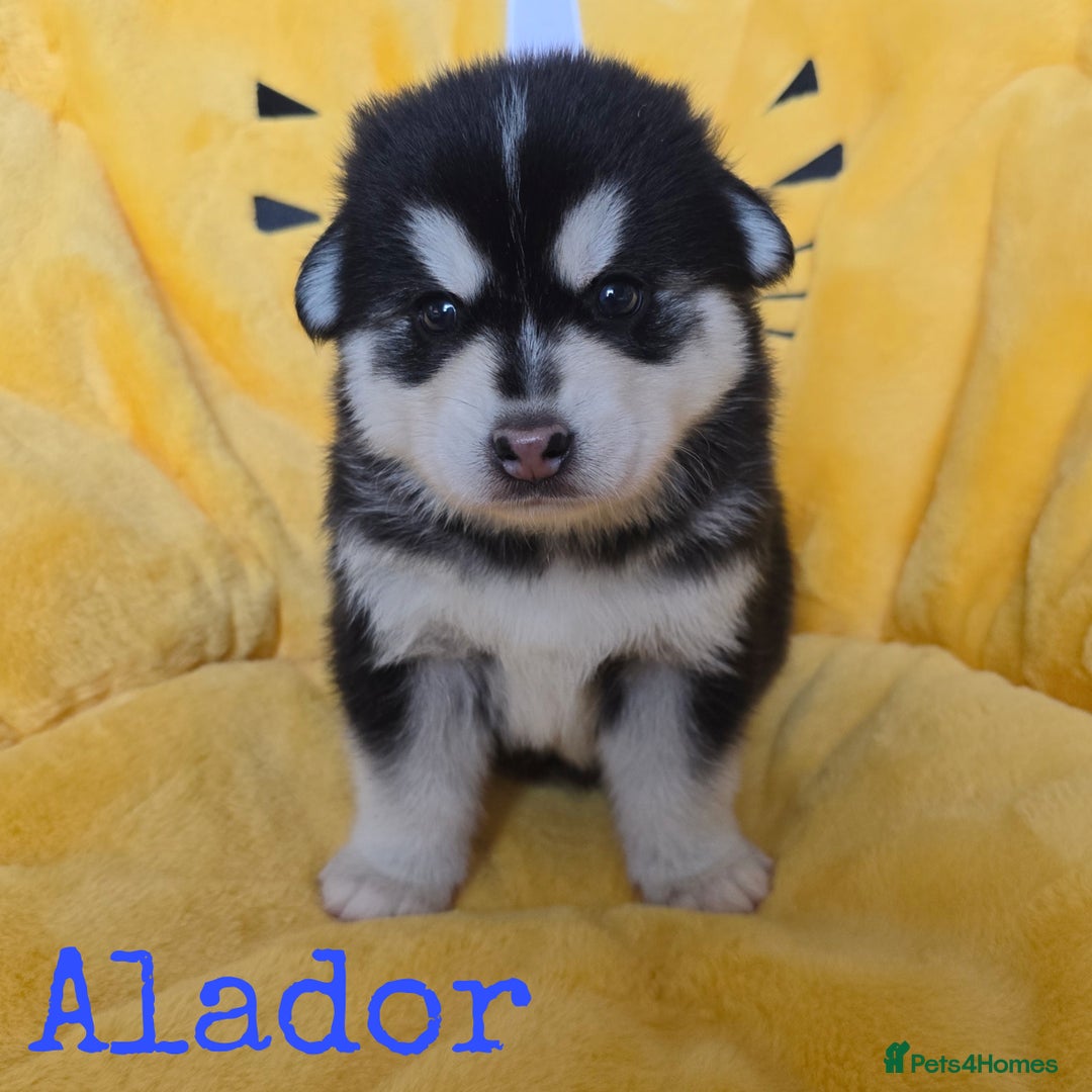 Pomsky dogs for sale: Stunning Pomsky Puppies  - Image 8