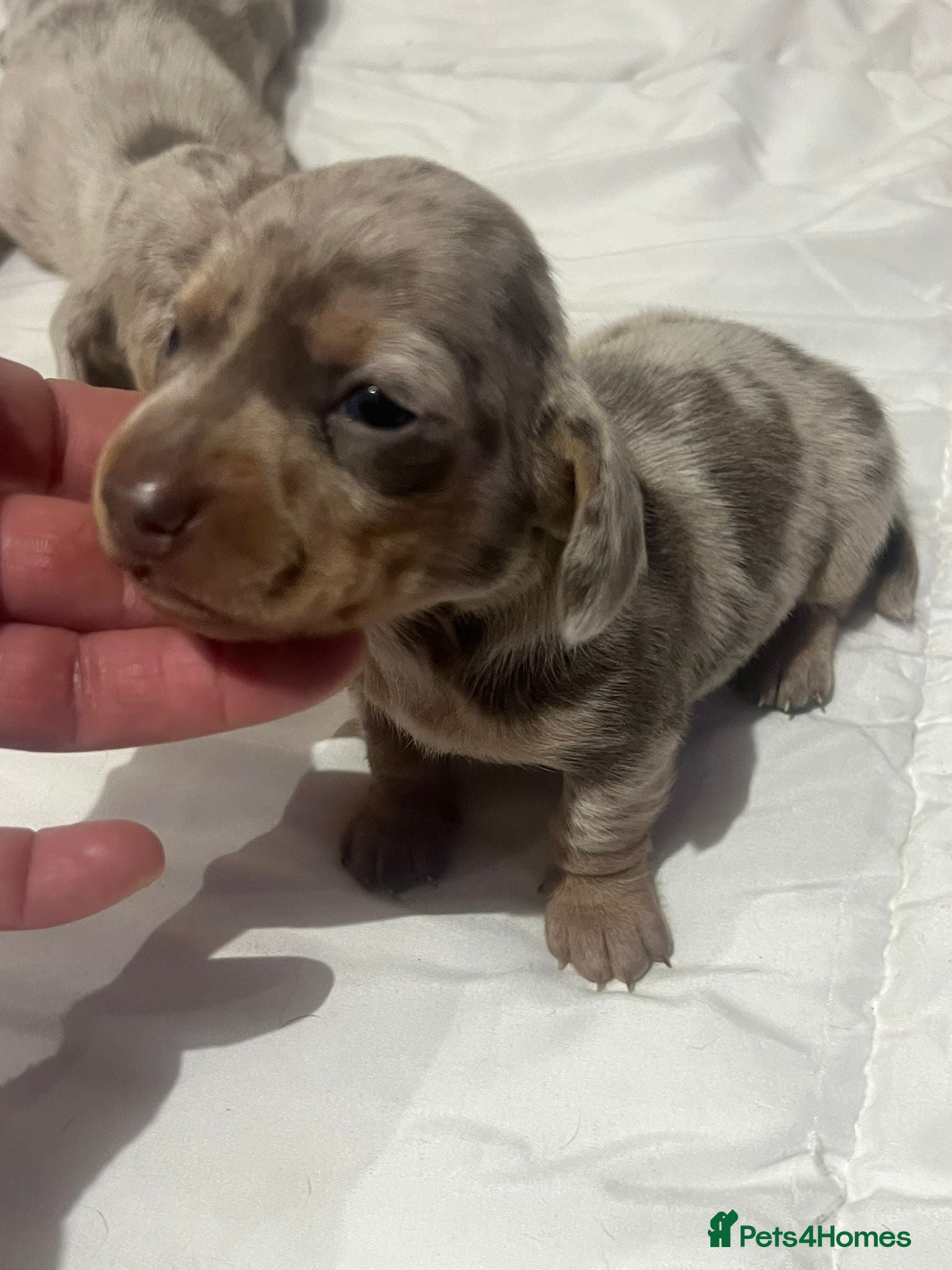 Miniature Dachshund dogs Beautiful Mini Dachshund puppies  - Advert 3