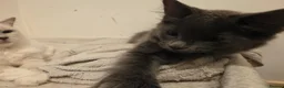 Ragcoon cats for sale: Beautiful smoke blue rag coon  - Advert 3