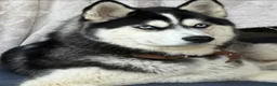 Siberian Husky dogs for adoption: 🐾 HASSY – Female Siberian Husky 🐾 - Advert 7