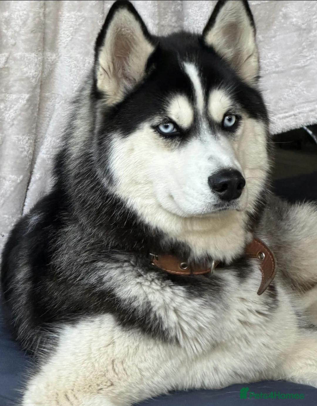 Siberian Husky dogs for adoption: 🐾 HASSY – Female Siberian Husky 🐾 - Advert 7