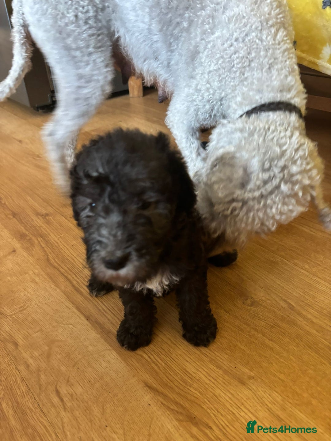 Bedlington Terrier dogs for sale: Bedlington Terrier puppies - Image 3