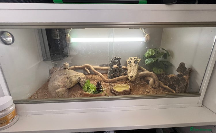 Bearded Dragon reptiles - Advert 1