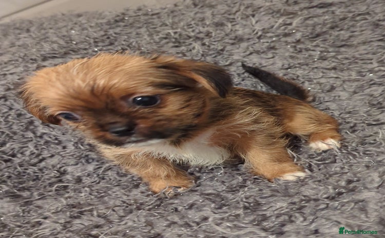 Shorkie dogs - Advert 1