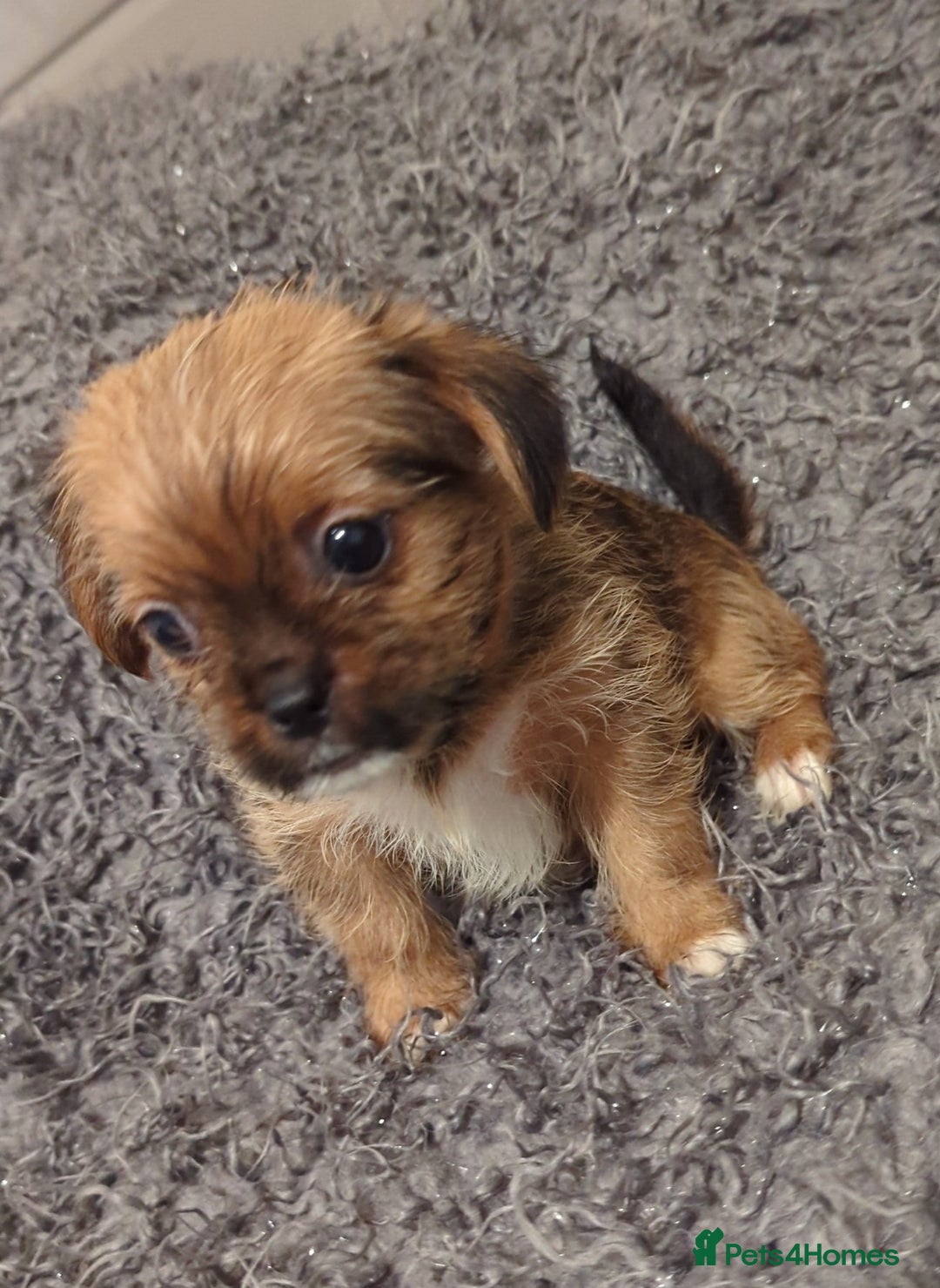 Shih Tzu Schipperke Yorkie Mix Schipperke Cute Schipperke Puppy