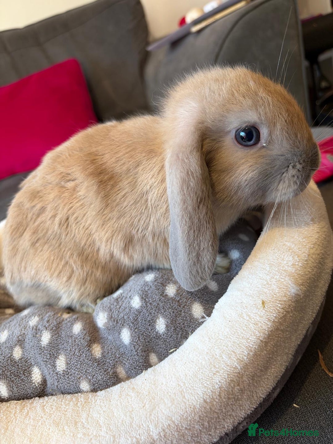Lionhead rabbits for sale: Beautiful Lionhead/Mixed breed baby rabbits  - Image 15