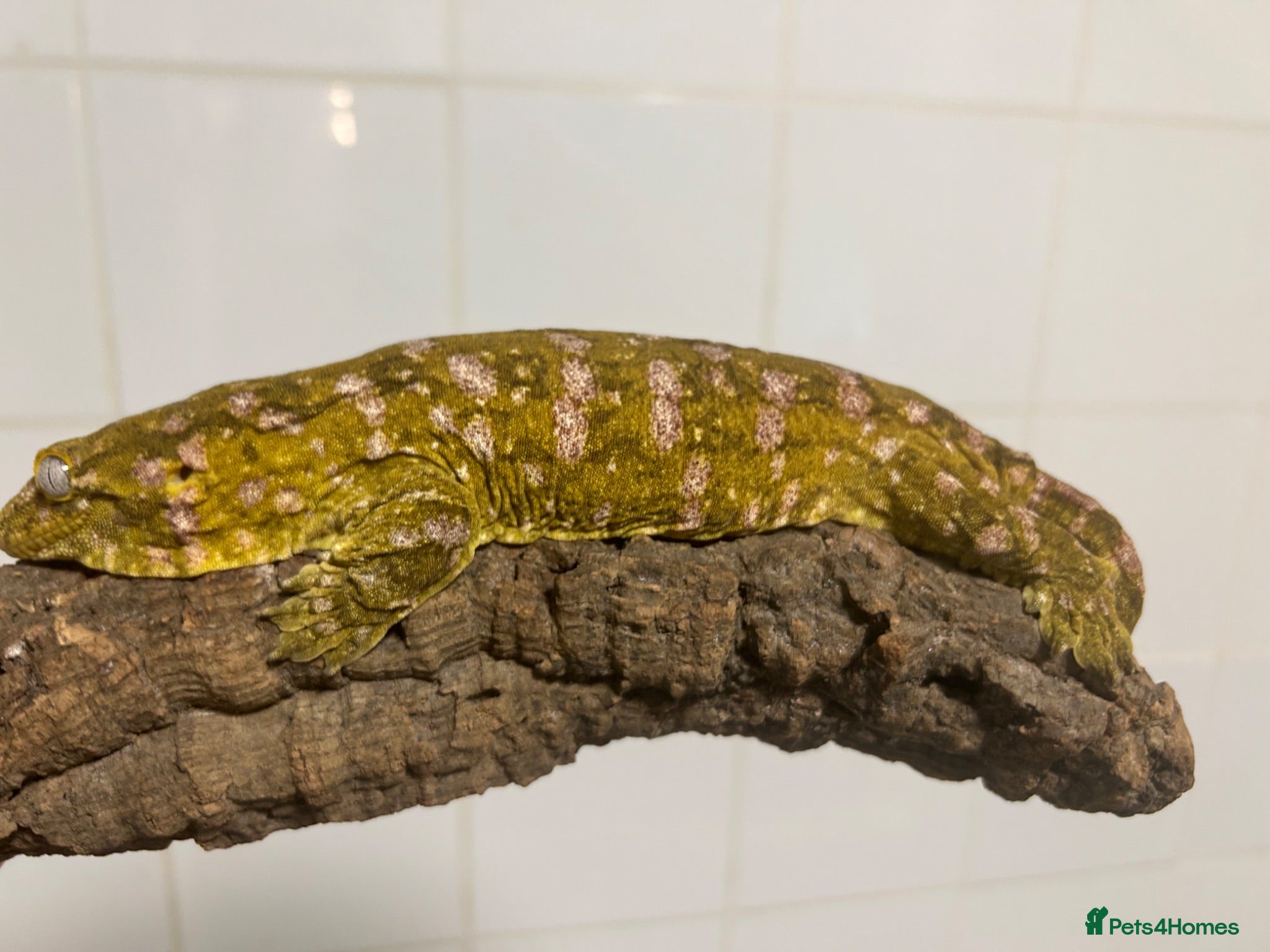 Gecko reptiles Collection of leachie geckos  - Advert 15