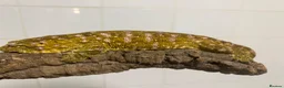 Gecko reptiles for sale: Collection of leachie geckos  in Warwick - Advert 3