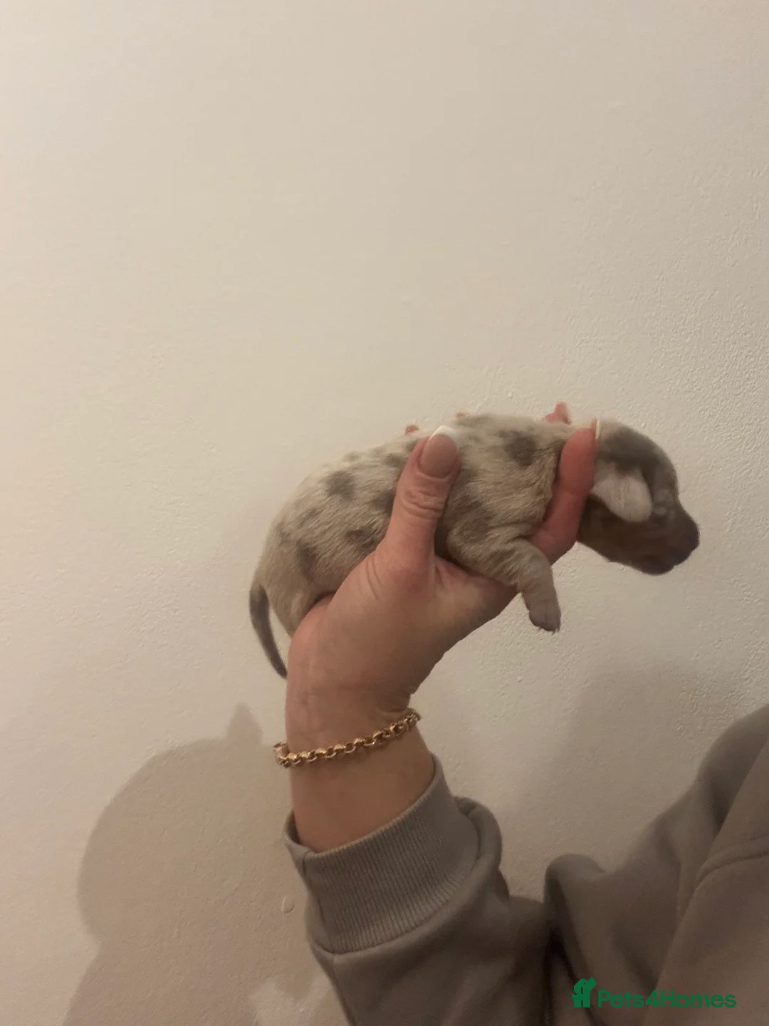 Dachshund dogs for sale: Miniature dashaund - Advert 29