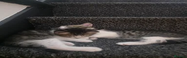 Female