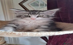 Norwegian Forest Cat cats for sale: Full Norwegian forest cat kittens - Image 9