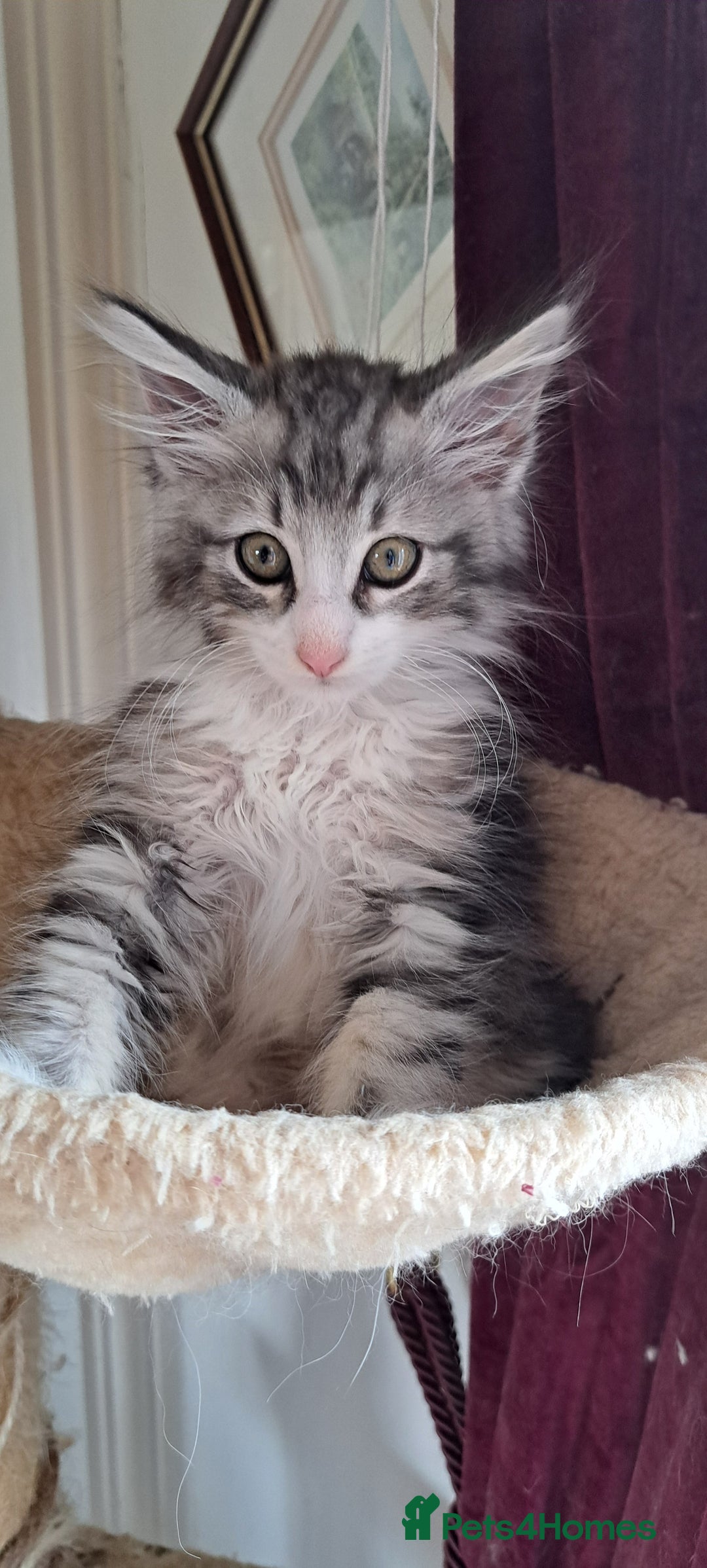 Norwegian Forest Cat cats for sale: Full Norwegian forest cat kittens - Image 9