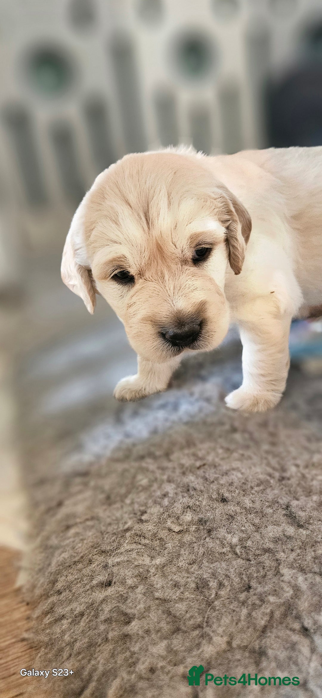 Golden Retriever dogs for sale: Beautiful chunky cream/golden retrievers  - Image 28