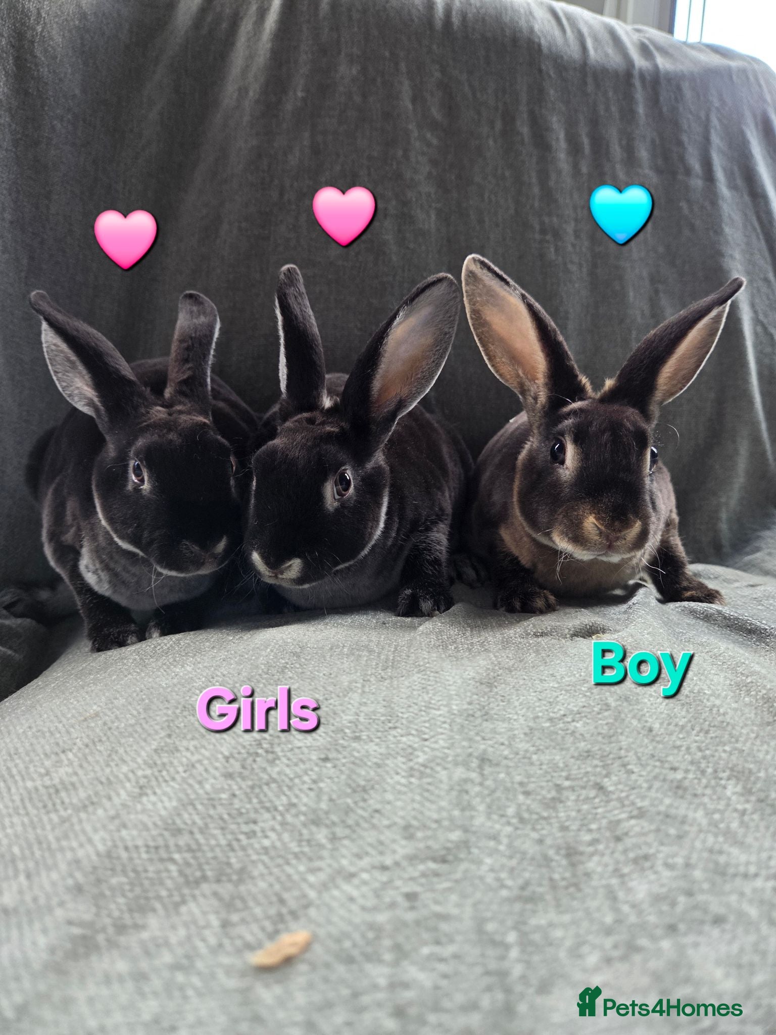 Rex rabbits Very Tame Velvet Mini Rex 2 DOES 1 BUCK   - Advert 1