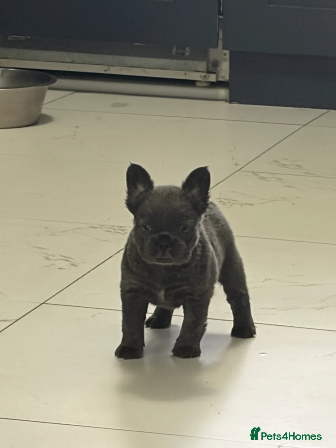 French Bulldog dogs for sale: Fluffy French Bulldogs in Bangor - Advert 6