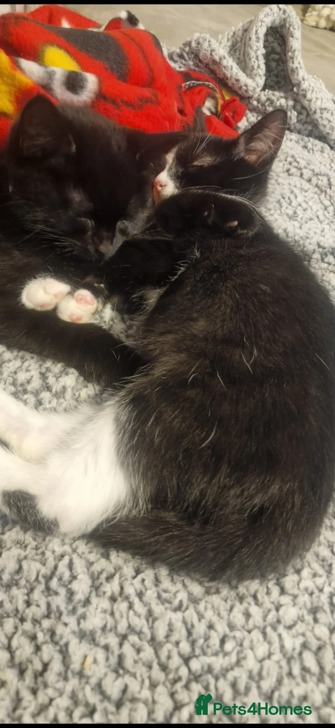Mixed Breed cats for sale: Two loving female cats looking for a forever home. - Advert 5