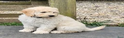 Mini Goldendoodle dogs for sale: Miniature Goldendoodle Puppies  - Advert 5