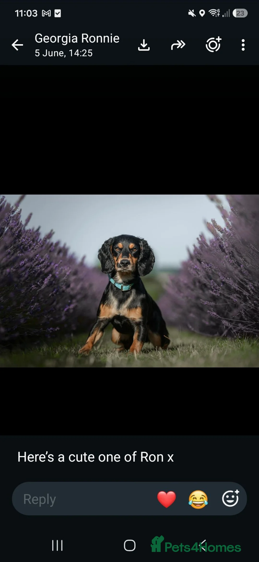 Cocker Spaniel dogs for sale: Cocker spaniel puppies for sale in Godalming - Advert 2