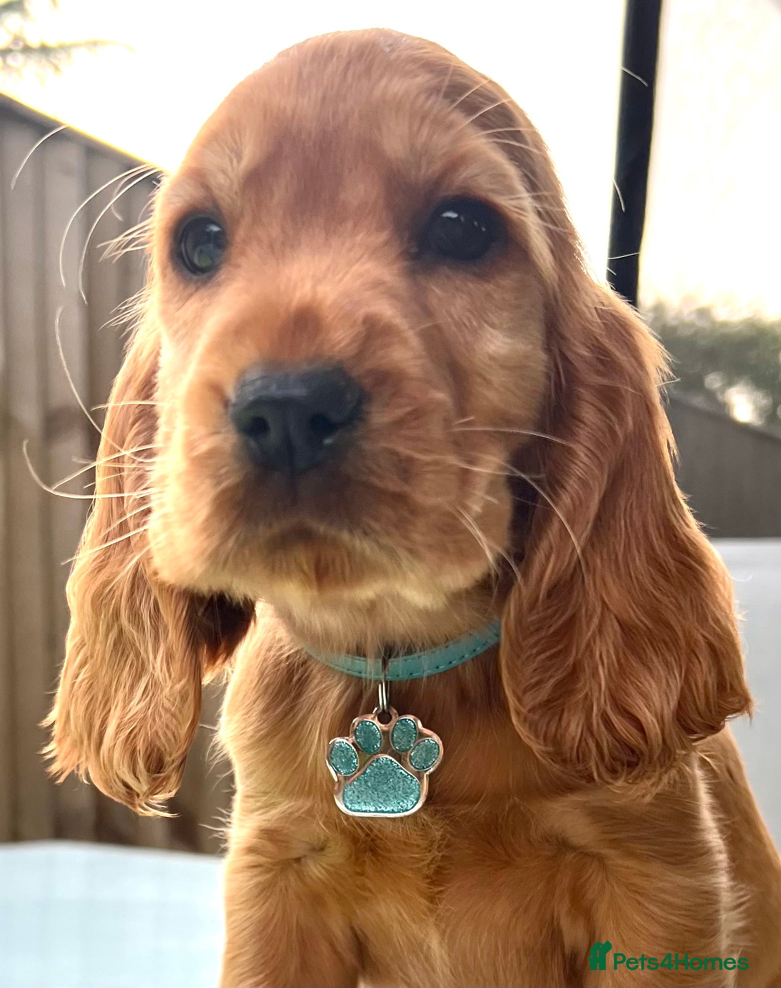 Cocker Spaniel dogs Gorgeous KC show cocker babies from Jourdelay’s - Advert 15