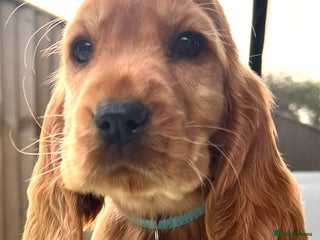 Cocker Spaniel dogs Gorgeous KC show cocker babies from Jourdelay’s - Advert 12