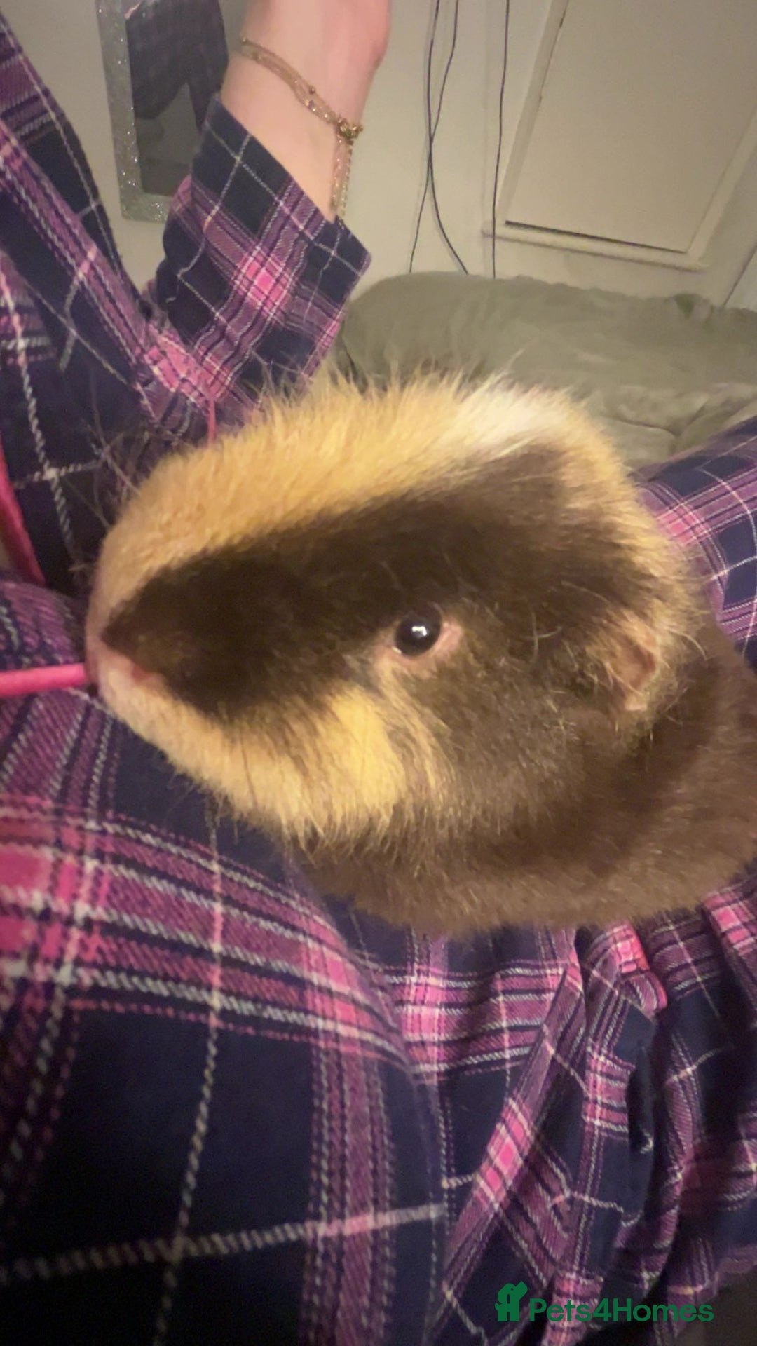 Guinea Pig rodents for sale: caramel the guinea pig  - Advert 5