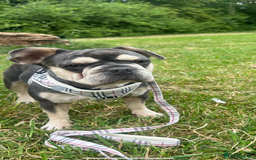 French Bulldog dogs for sale:  **  French bulldog puppies  - Image 3