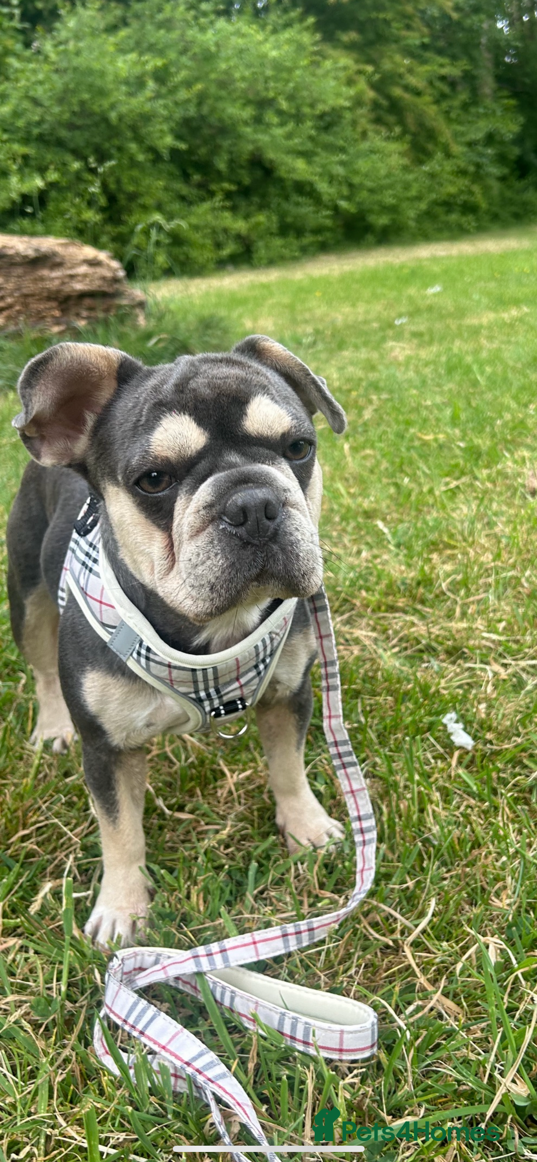 French Bulldog dogs for sale:  **  French bulldog puppies  - Image 3