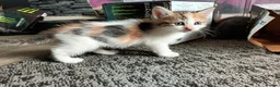 British Shorthair cats for sale: 4 beautiful kittens in Sheffield - Advert 10