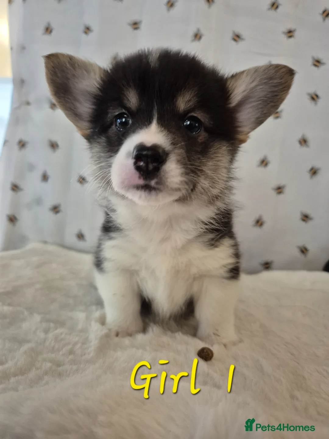 Welsh Corgi Pembroke dogs for sale: Tri coloured boy and girls  - Advert 1