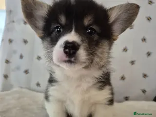 Welsh Corgi Pembroke dogs Tri coloured boy and girls - Advert 15